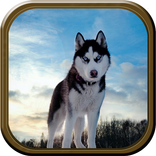 Wild Wolf Simulator