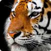 Animal Sounds APK