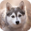 Akita Wallpaper APK
