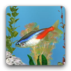 aniPet Freshwater Live WP APK