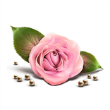 TLR Foundation Inc