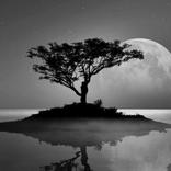 Black & White Nature 4K