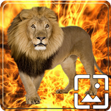 Lion Wallpapers Hd