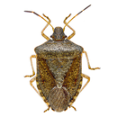 Stink Bug Scout aplikacja