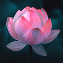 Lotus Wallpaper APK