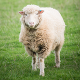 Sheep Wallpaper APK