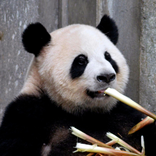 Panda Wallpaper