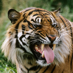 Tiger Wallpaper ikon