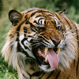 Tiger Wallpaper