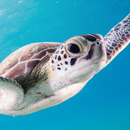 Turtle Wallpaper APK