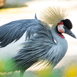 Bird LWP