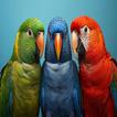 Pagei آئیکن