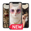 My Cute Cats Wallpapers HD APK