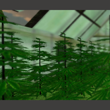 Weed 3D Live Wallpaper