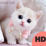 Cute Cat Wallpaper