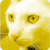 Cat Sounds, tones and SMS. APK