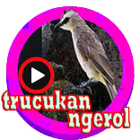 kicau trucukan ngerol