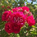 Martina Sala APK