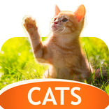 Wallpaper Kucing di 4K