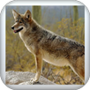 Desert Coyotes APK
