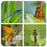 Insect Matching Game