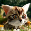 Kitty Quest icône