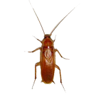 Cockroach icon