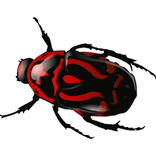 Coleotteri