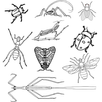Genera of insect APK