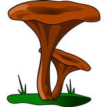 Genera of fungi