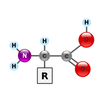 Amino acids APK
