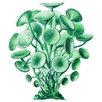 Freshwater plants APK