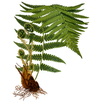 Fern species APK