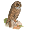 Owls APK