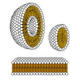 Membranbiologie