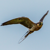 Hawks APK