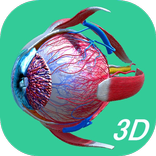Human Eye - Anatomy
