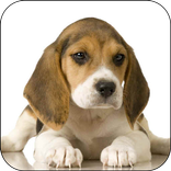 Dog Breeds
