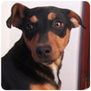 Dog Sounds APK