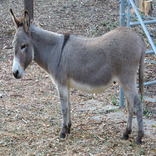 Donkey Sounds