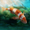 Aquarium Designer APK