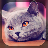 Cute Cats