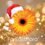 Far East Flora