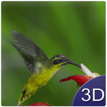 Flying Birds 3D