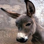 Donkey