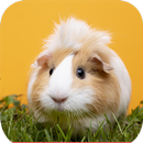Guinea Pig Wallpaper APK