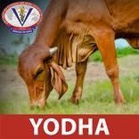 YODHA GADVASU