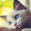 Talking Cat: My Cute Pet Sim APK