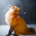 Bercakap Fox