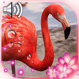 Flamingo Pink Live Wallpaper